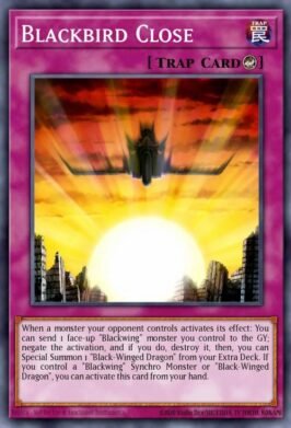 blackbird close