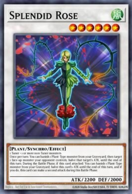 splendid rose